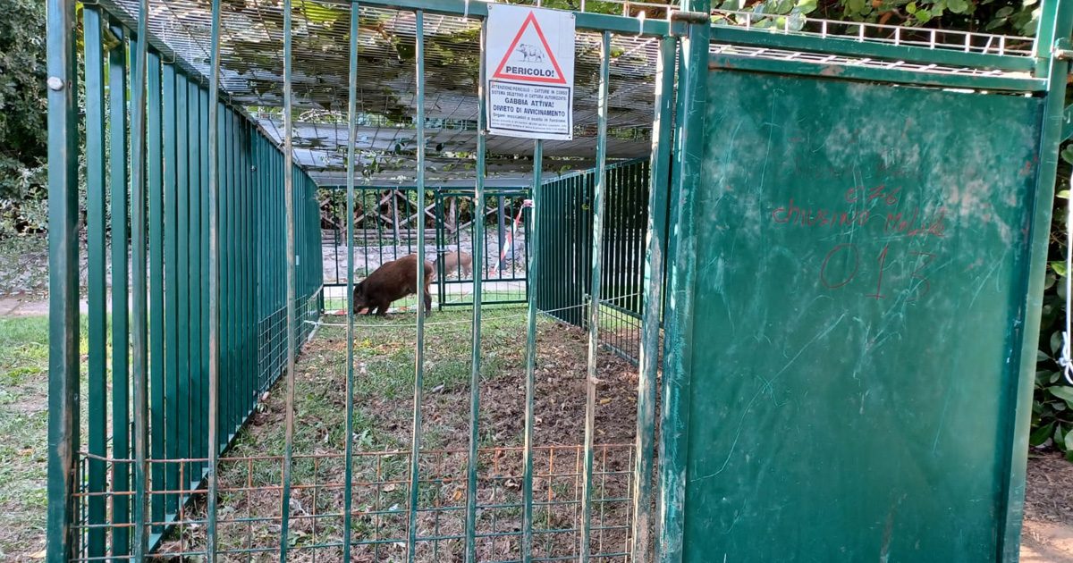 Vagavano nel centro di Mercato, cinghiali messi in salvo e trasferiti a Montesano sulla Marcellana