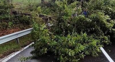 Perdifumo, albero cade sulla strada