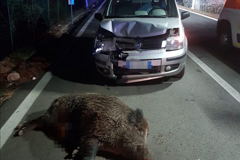 Cilentana, carambola dopo impatto con cinghiale: tre auto coinvolte