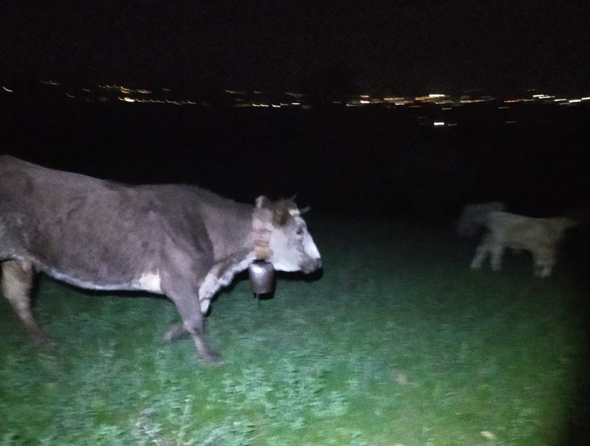 Padula, uliveti distrutti da una mandria di bovini