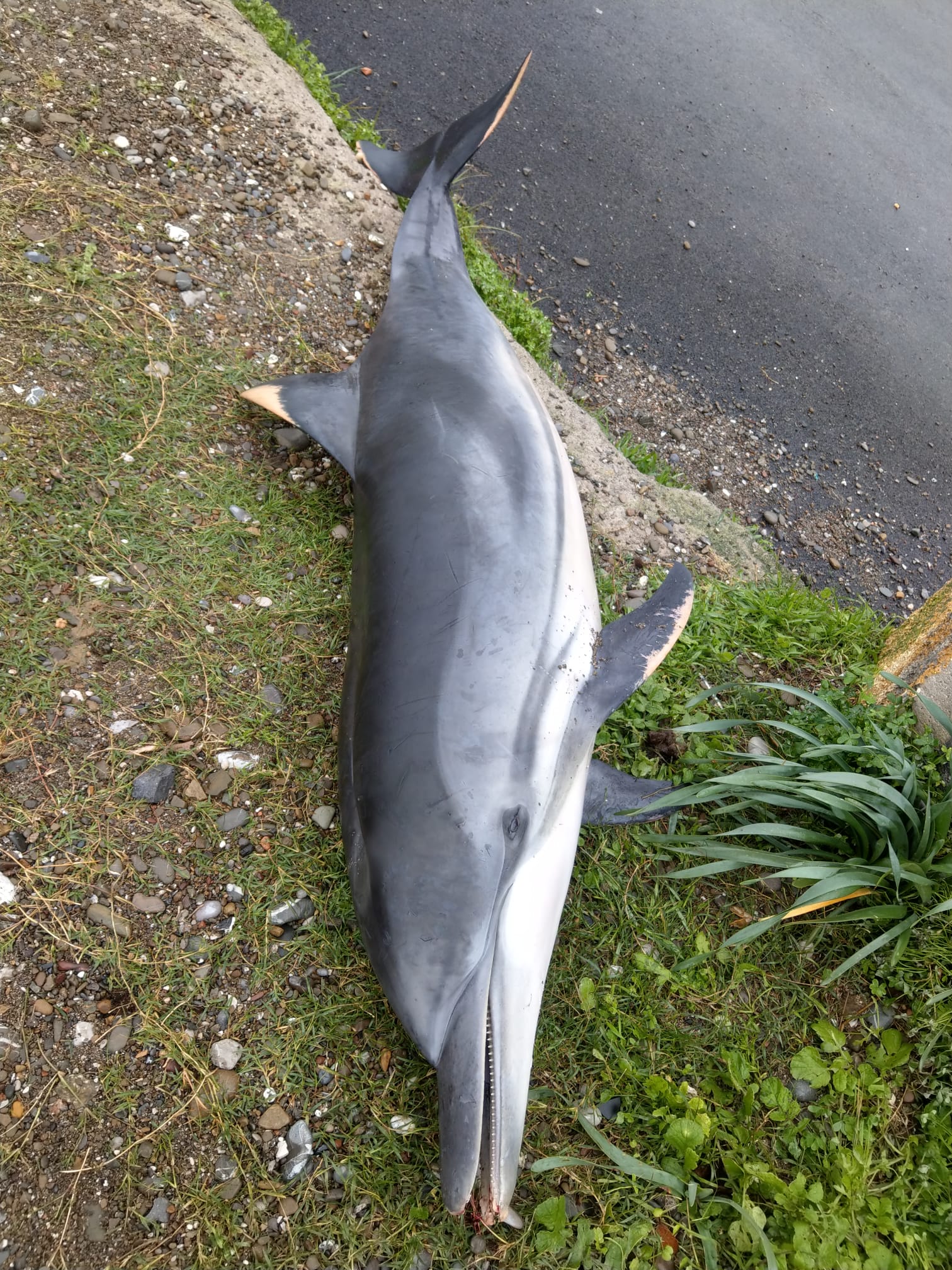 Delfino trovato morto sulla spiaggia di Villammare