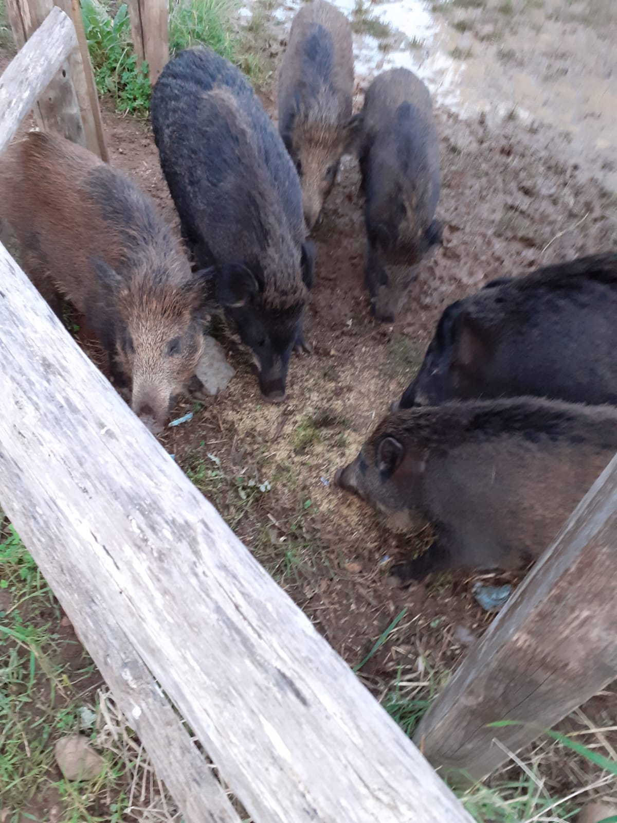 «Non date da mangiare ai cinghiali», l’allarme dei residenti di Montecorice