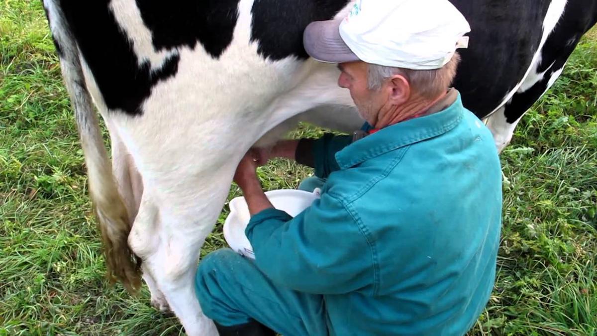 Latte, allevatori in crisi: Coldiretti apre sportello legale nel Vallo di Diano