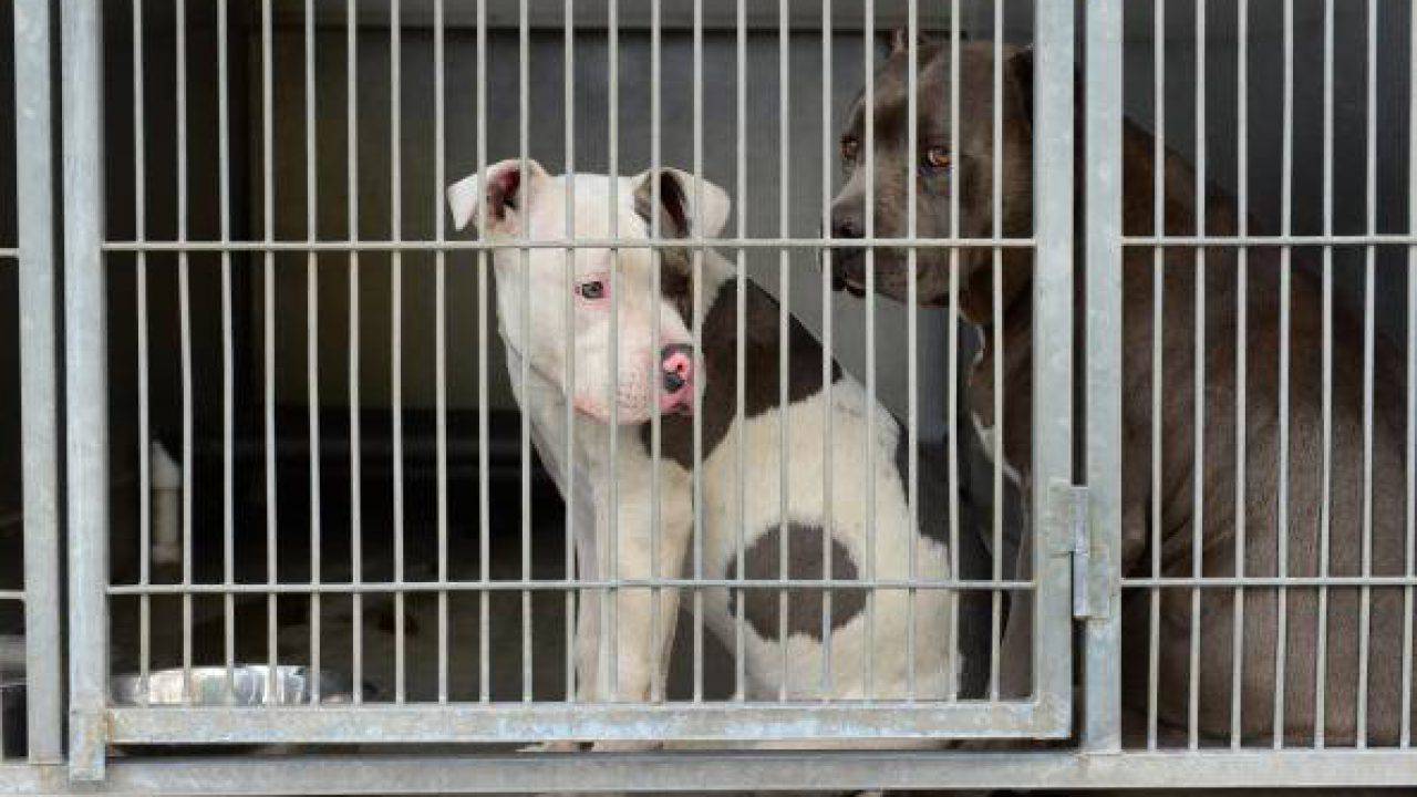 Cani da combattimento salvati nel salernitano, ora affidati alle cure dei veterinari