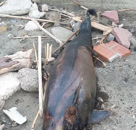 Delfino trovato morto sulla spiaggia di Casal Velino