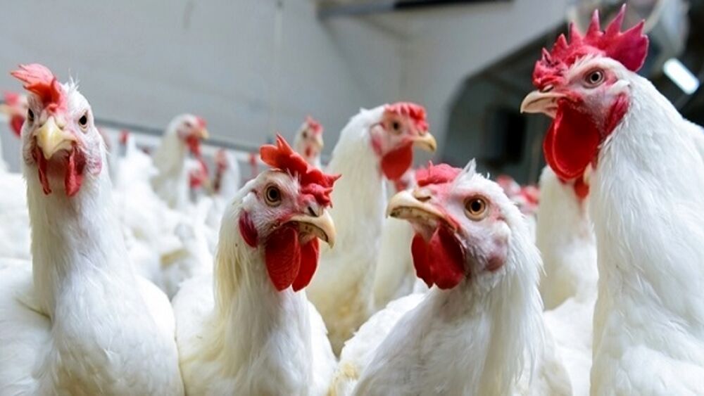 Influenza aviaria, caso accertato a Stella Cilento: scatta ordinanza