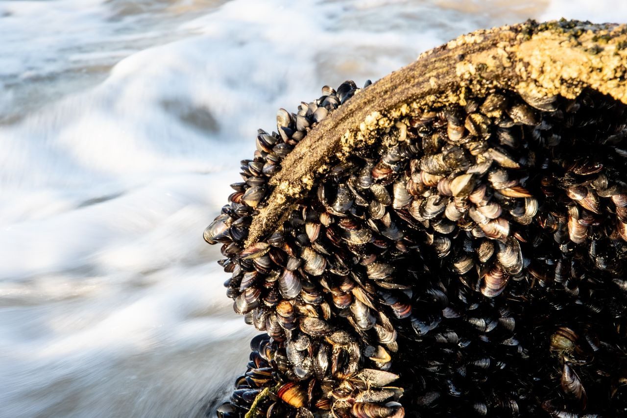 Perle dalle cozze, brevettata nuova tecnica in Campania