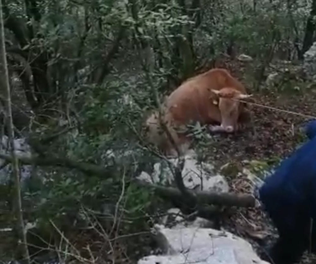Caselle in Pittari, toro in una scarpata: salvato