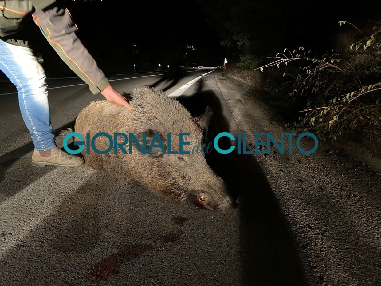 Cilento, in bici contro un cinghiale: 15enne in prognosi riservata