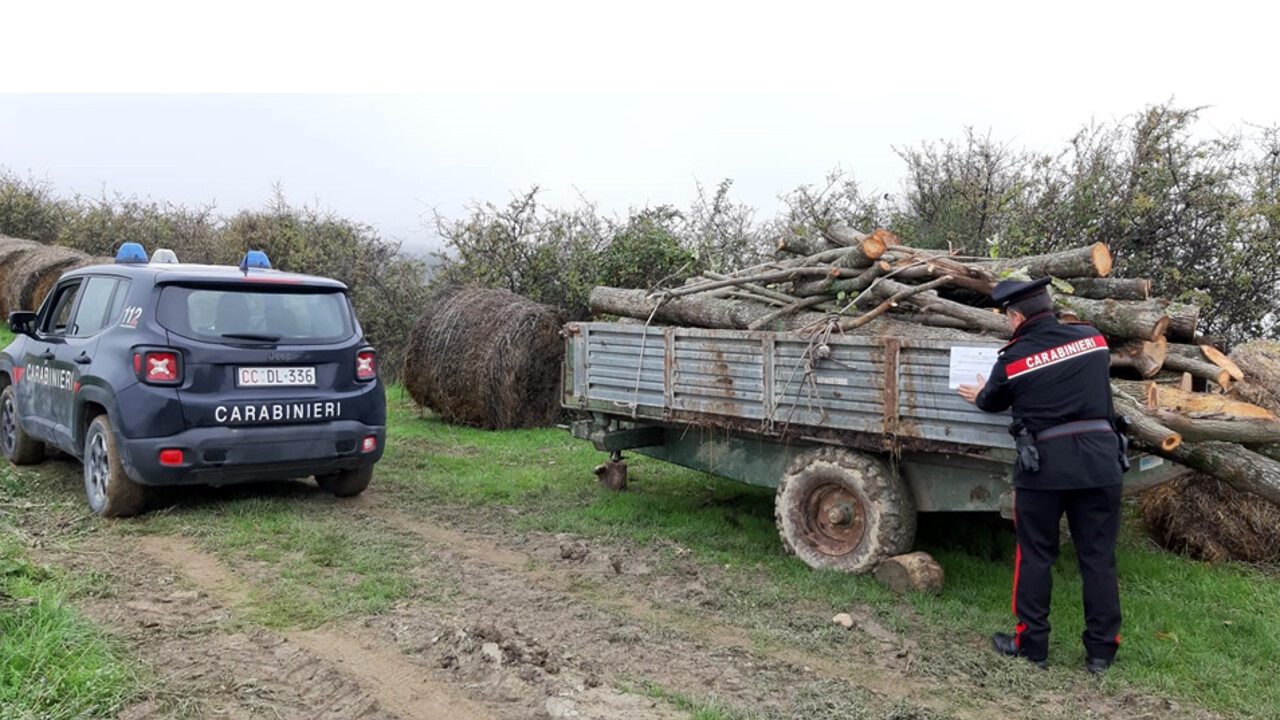 Cilento, scoperto ladro di legna: 52enne nei guai