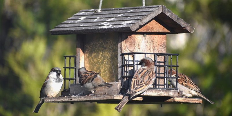 Lipu: un birdgarden per ogni scuola nel Parco nazionale del Cilento