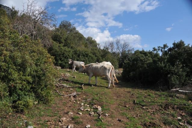 Sapri, pascolo abusivo: denunciato titolare di un’azienda