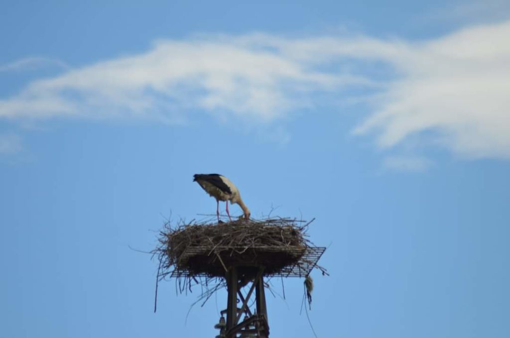 Sala Consilina, la cicogna bianca torna a nidifica sul traliccio dell’Enel