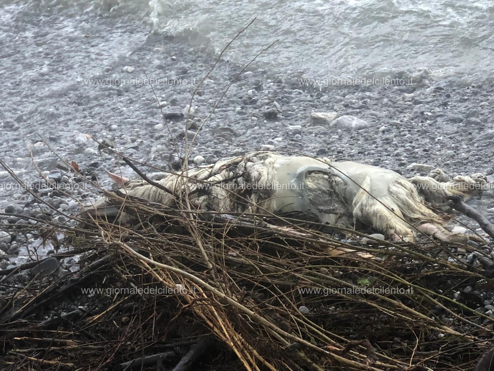 Scario, carcassa di pecora rinvenuta sulla spiaggia