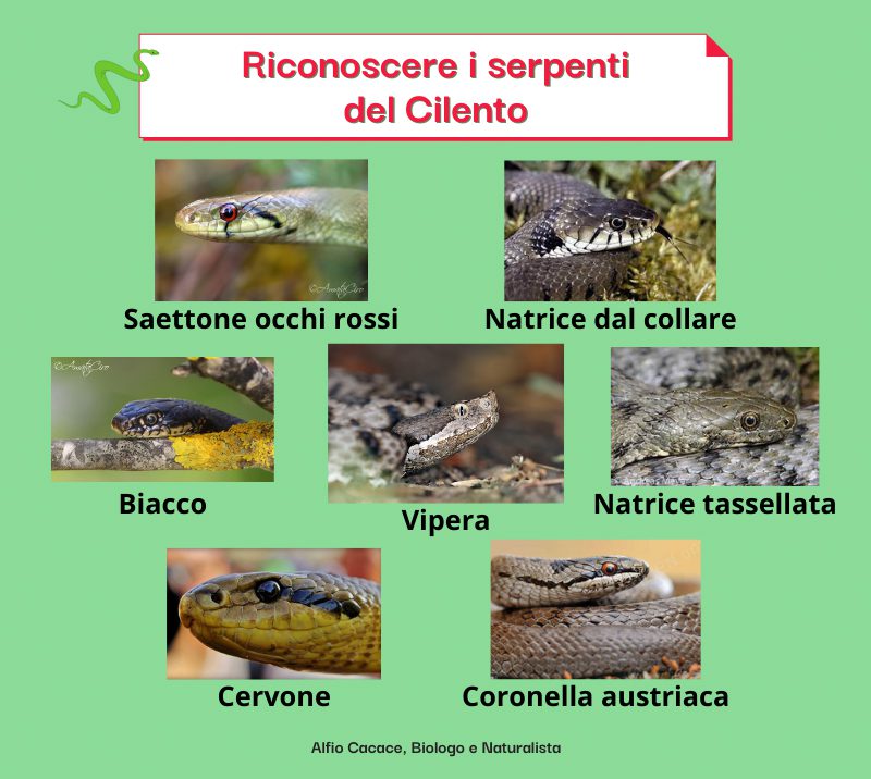 Alla scoperta dei segreti dei serpenti del Cilento: l’infografica per riconoscerli