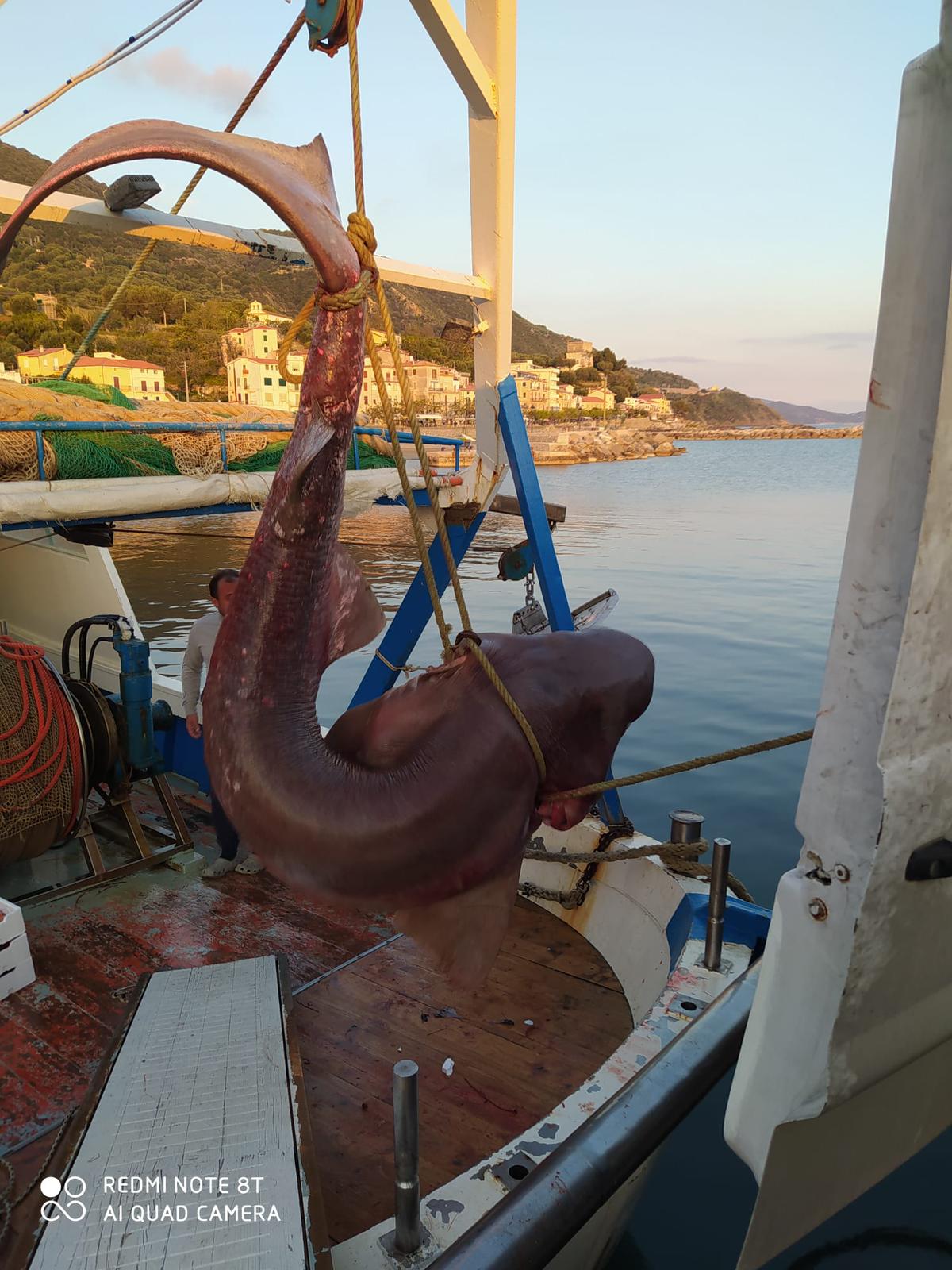 Grosso esemplare di squalo pescato nel Cilento