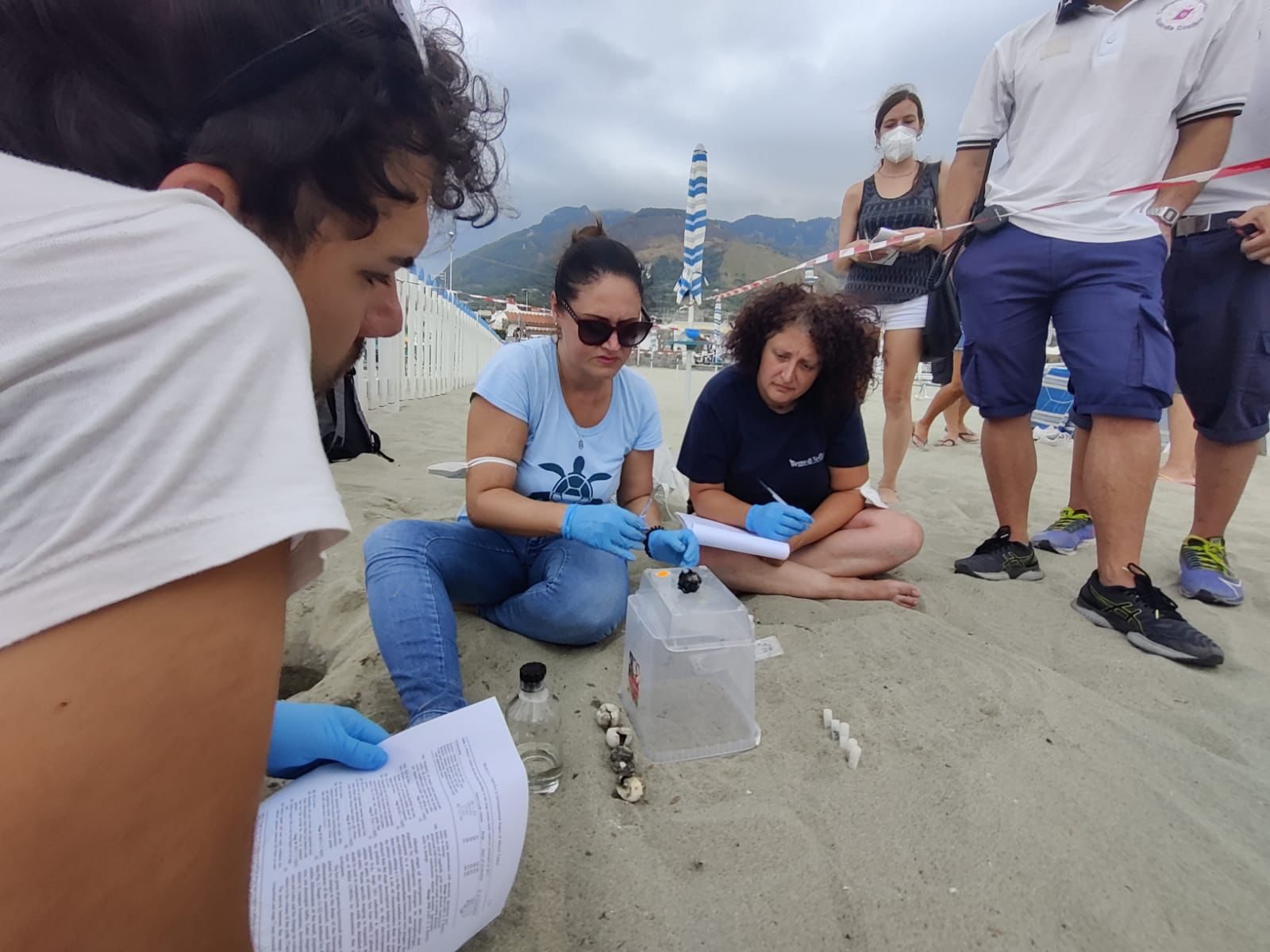 Sos tartarughe nel Cilento, si cercano volontari