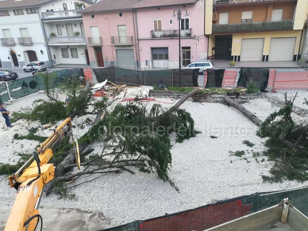 FOTONOTIZIA | Polla, taglio degli alberi: scatta la protesta