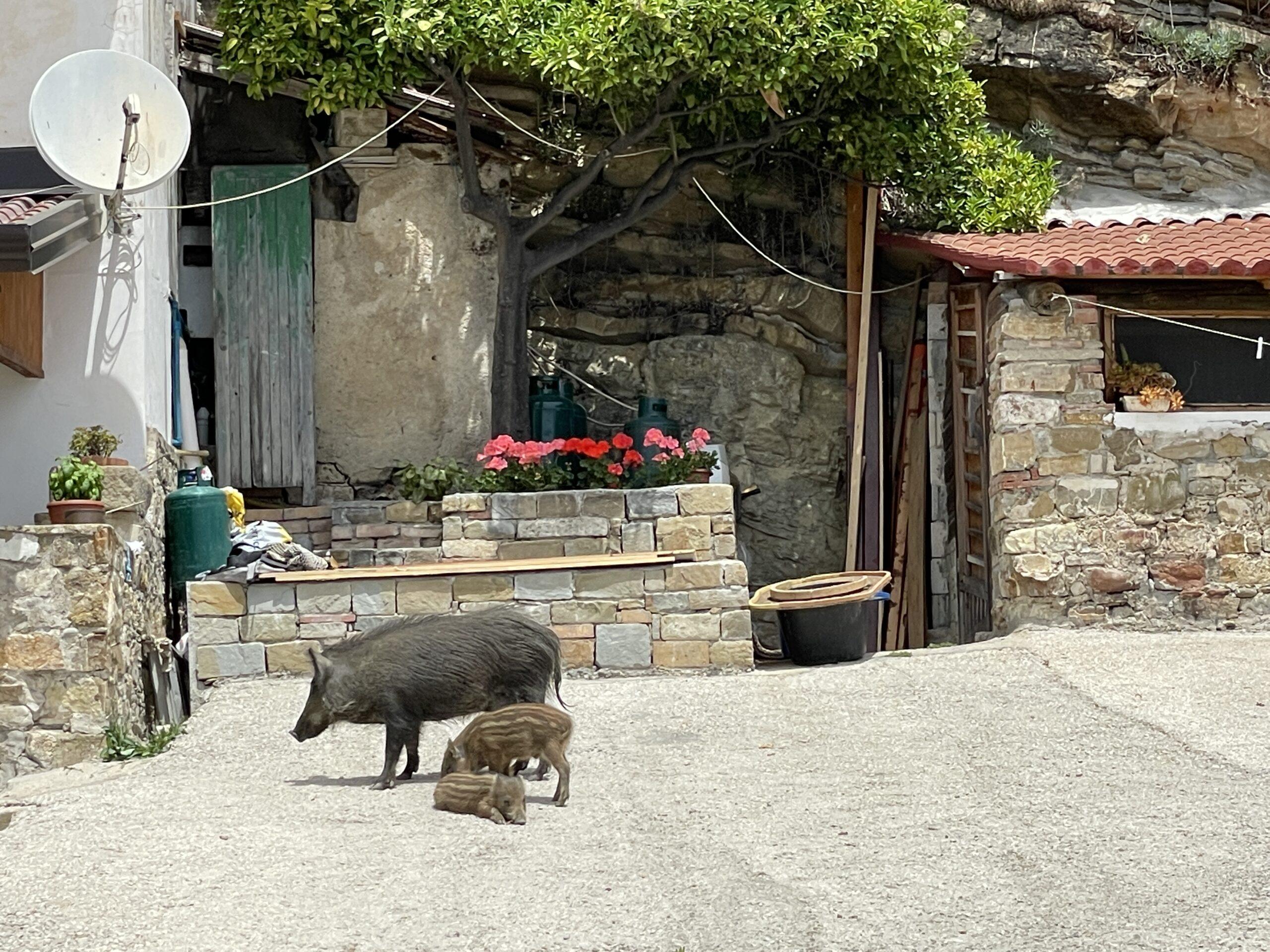 Cinghiali tra le case a Montecorice: il fenomeno continua a destare preoccupazione nel Cilento