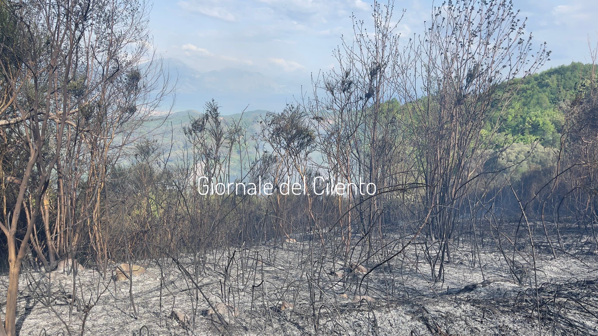 Incendio ad Acquavena, in fiamme due ettari di macchia mediterranea