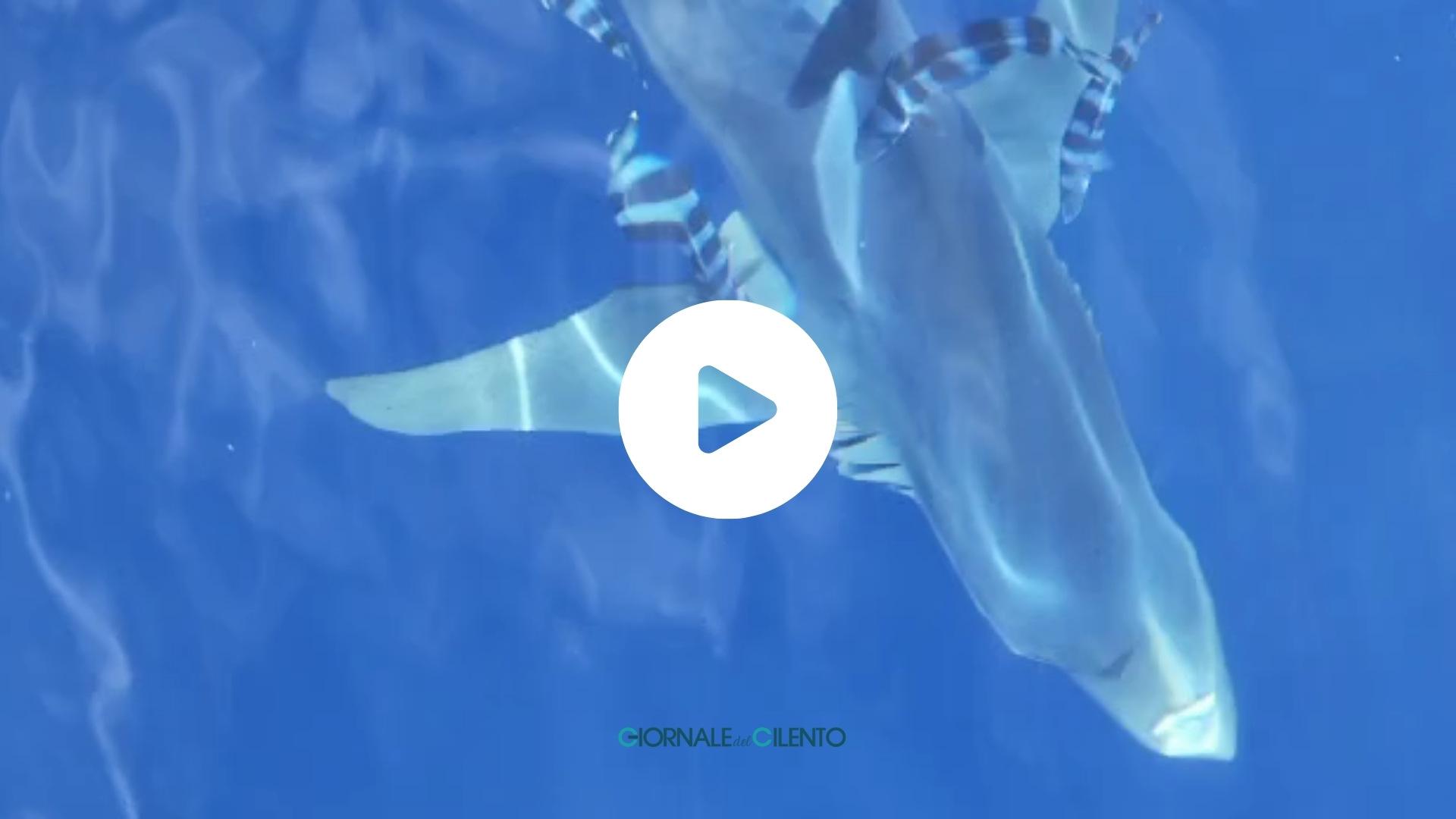 Squalo azzurro avvistato al largo della Costa del Cilento | VIDEO