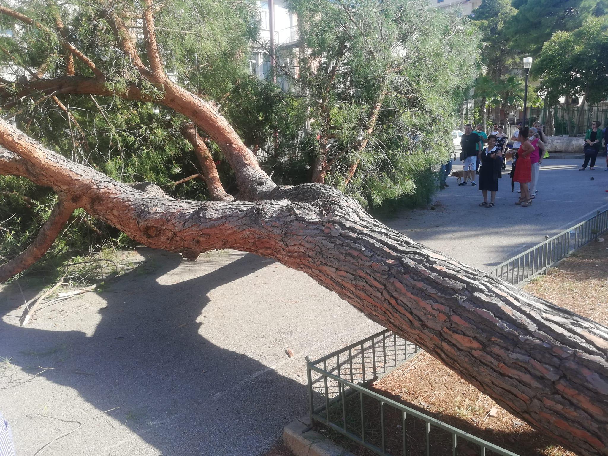 Grosso pino cade davanti al seggio elettorale, paura nel pomeriggio ad Agropoli