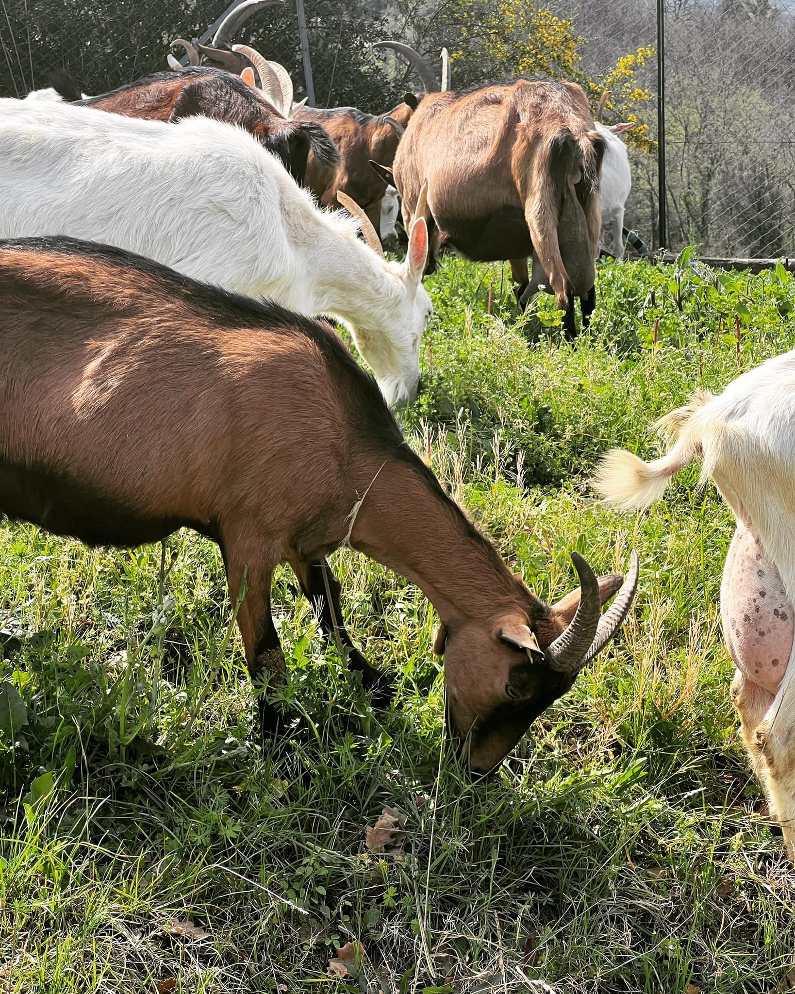 Caprini erbosi: dal Cilento prodotti innovativi caseari e cosmetici a base di latte di capra