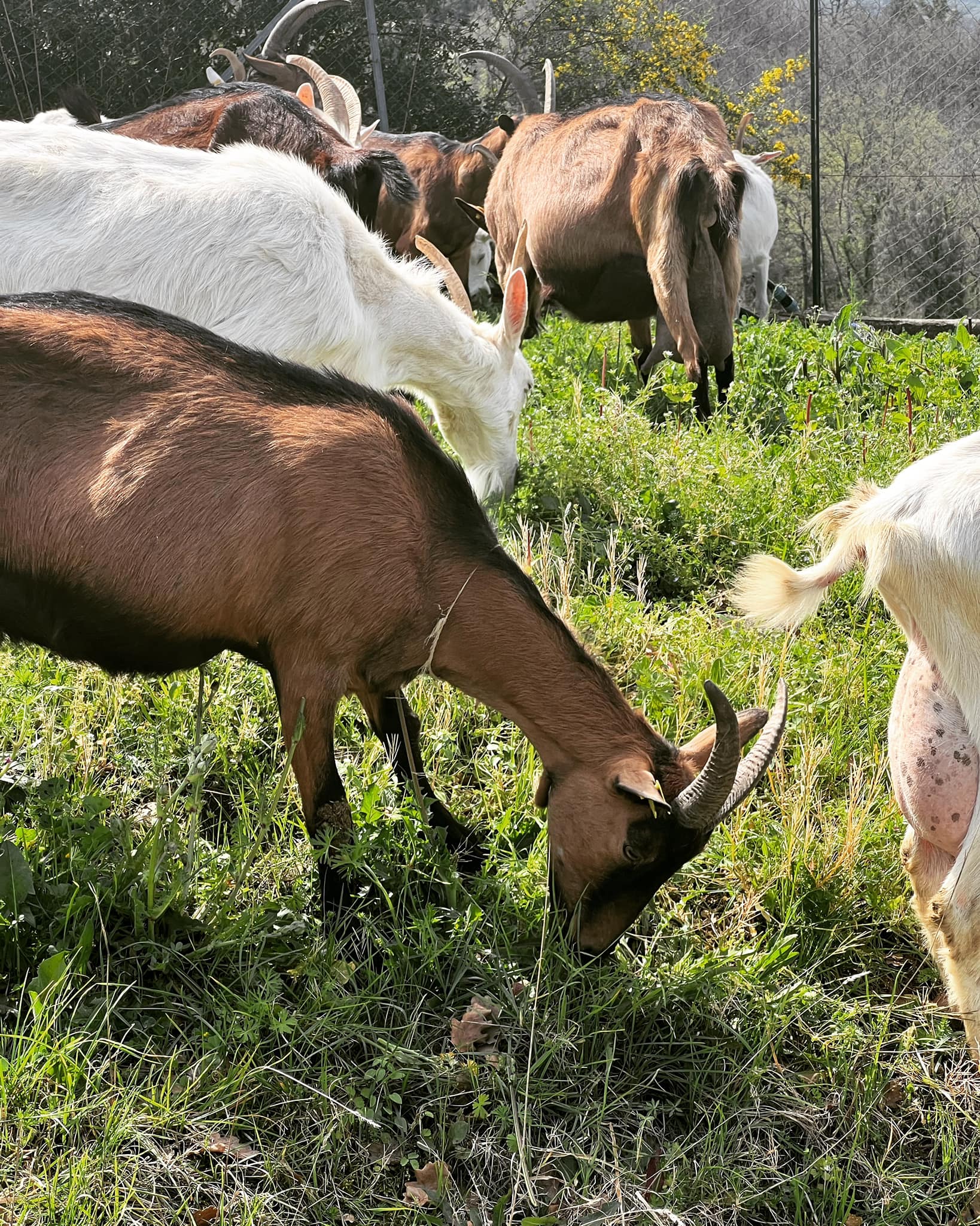 Caprini erbosi: dal Cilento prodotti innovativi caseari e cosmetici a base di latte di capra