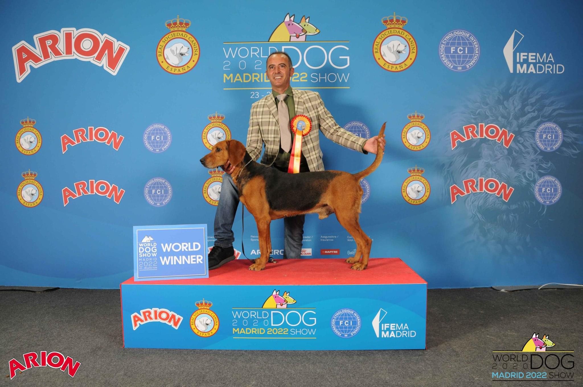 Da Marina di Camerota a Madrid: Cico trionfa al World Dog Show