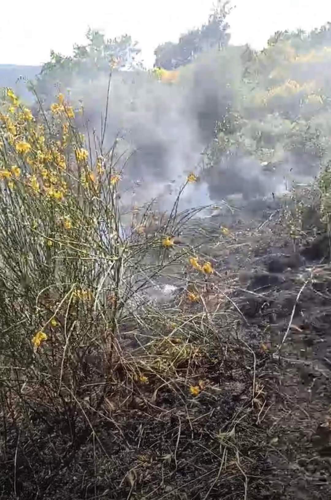 Monte San Giacomo, incendio a ridosso della strada: evitati danni