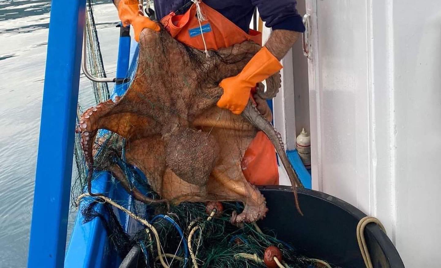 Pesca record nel mare del Cilento: catturato polpo di 9 chili