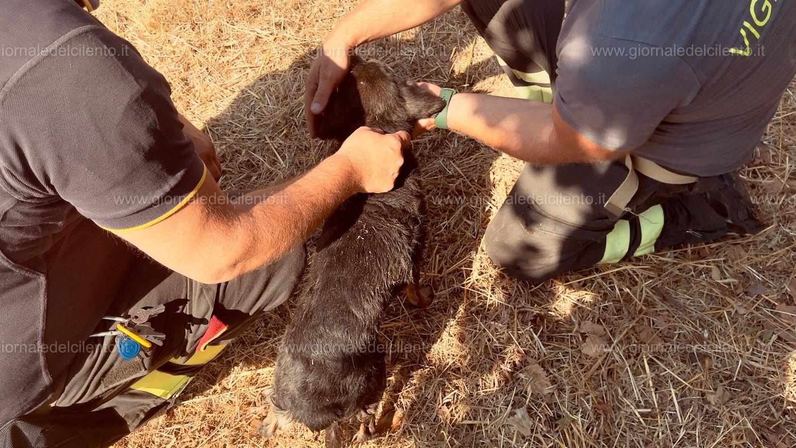 Sapri, cane intrappolato in un canale salvato dai Vigili del fuoco