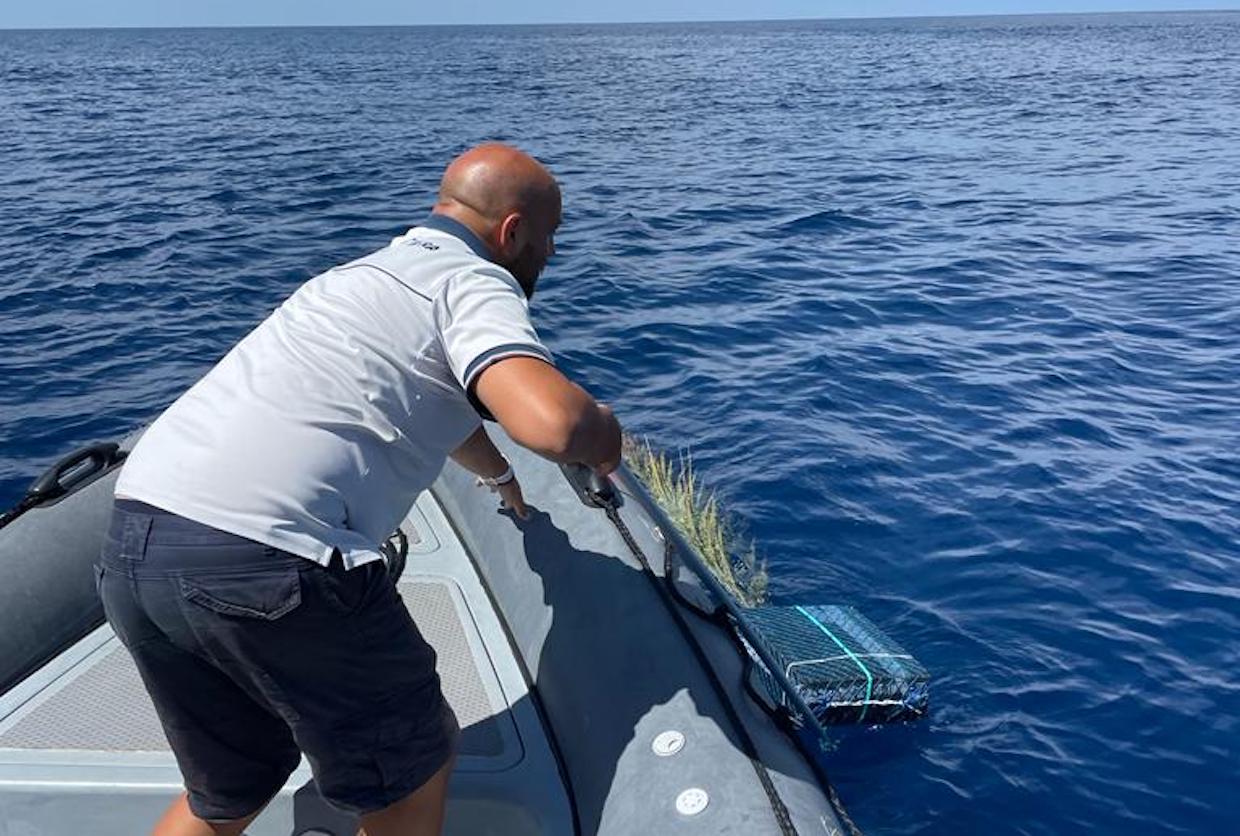 La guardia costiera sequestra le ‘palme’ per le lampughe a largo di Pisciotta