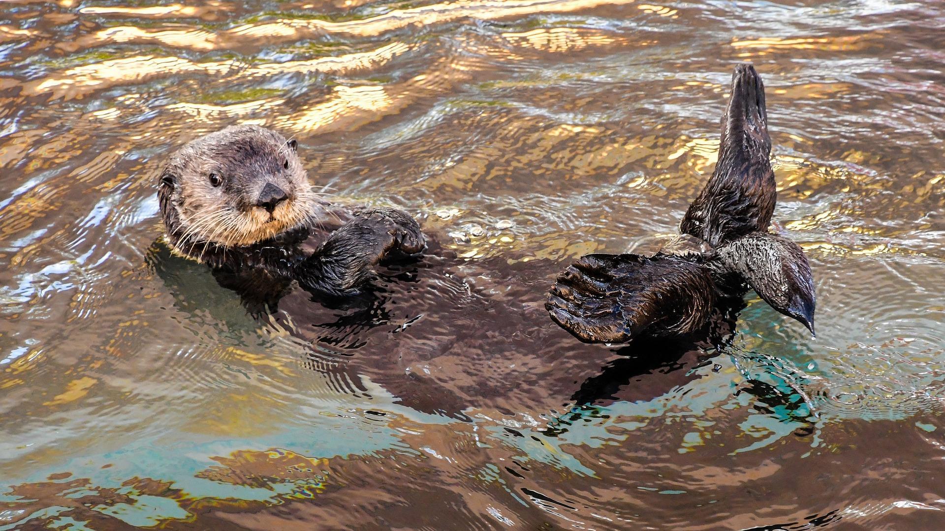 Cilento, lontra d’acqua dolce avvistata a Castellabate