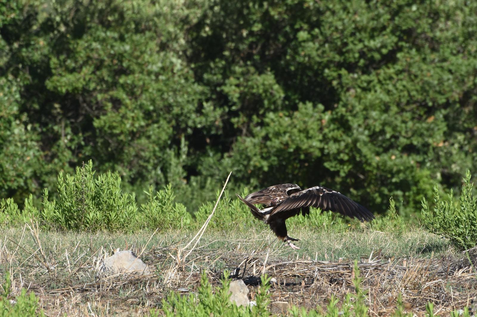Passaggio nel Cilento per Pina, il raro avvoltoio a rischio di estinzione