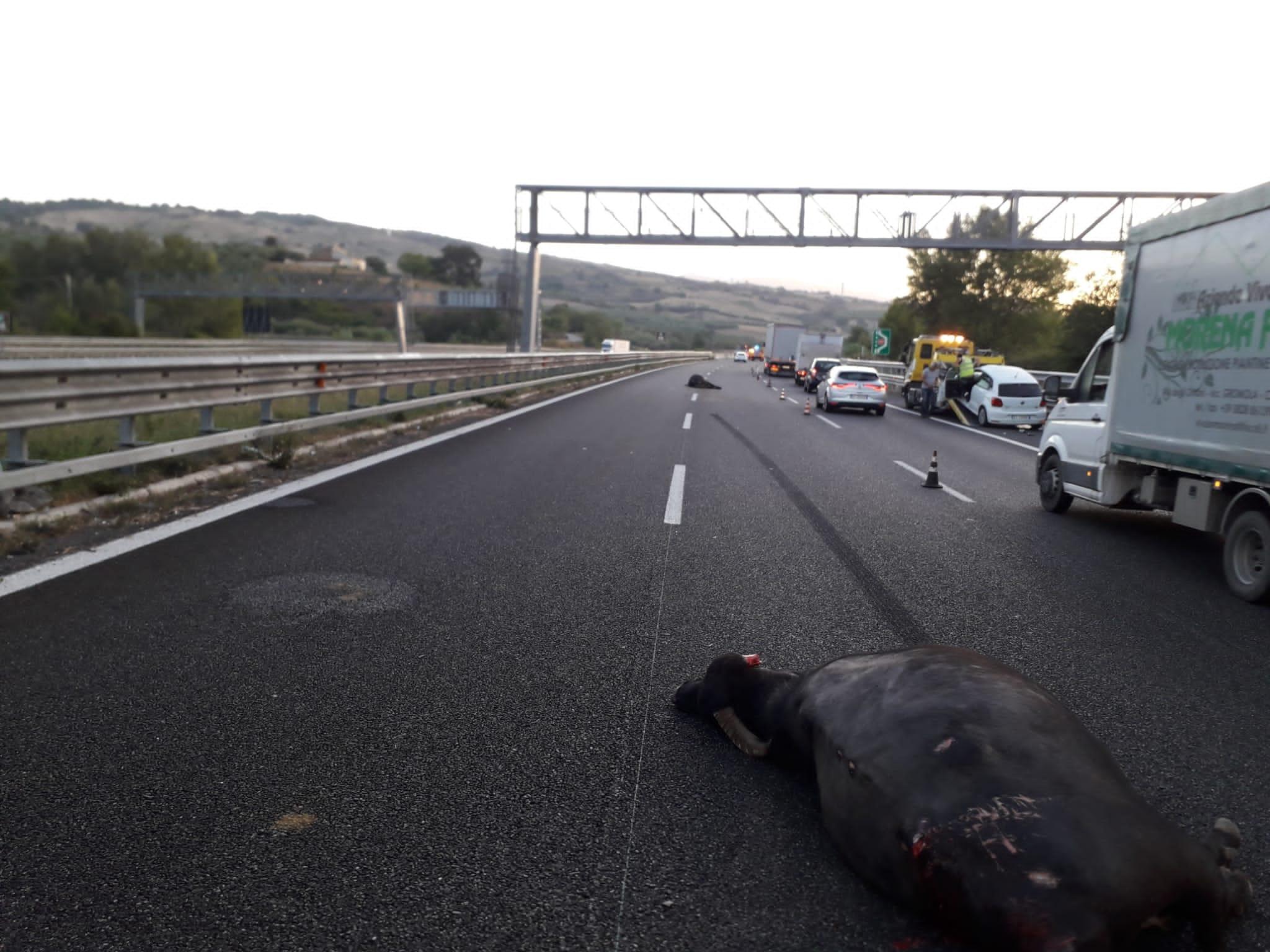 Due bufale investite sull’autostrada tra gli svincoli di Campagna e Contursi Terme