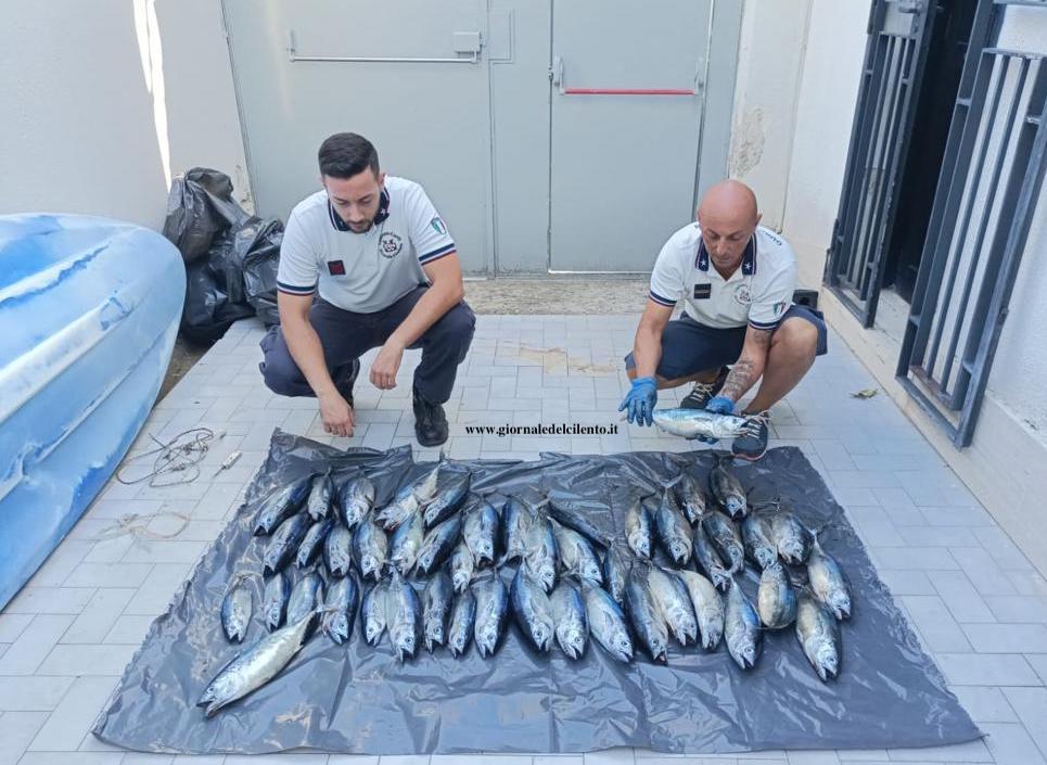 Pisciotta, 35 chili di tonno rosso sequestrati e donati a enti benefici