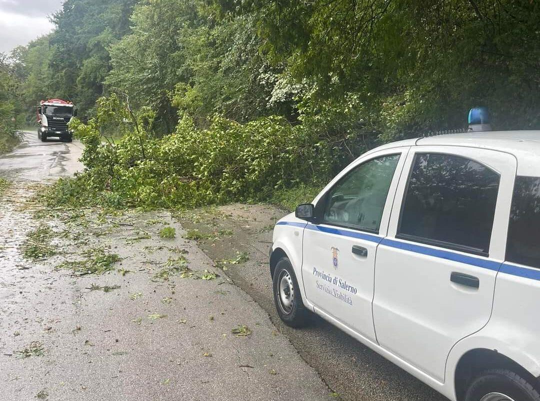 Cade albero sulla carreggiata tra Buccino e Salvitelle