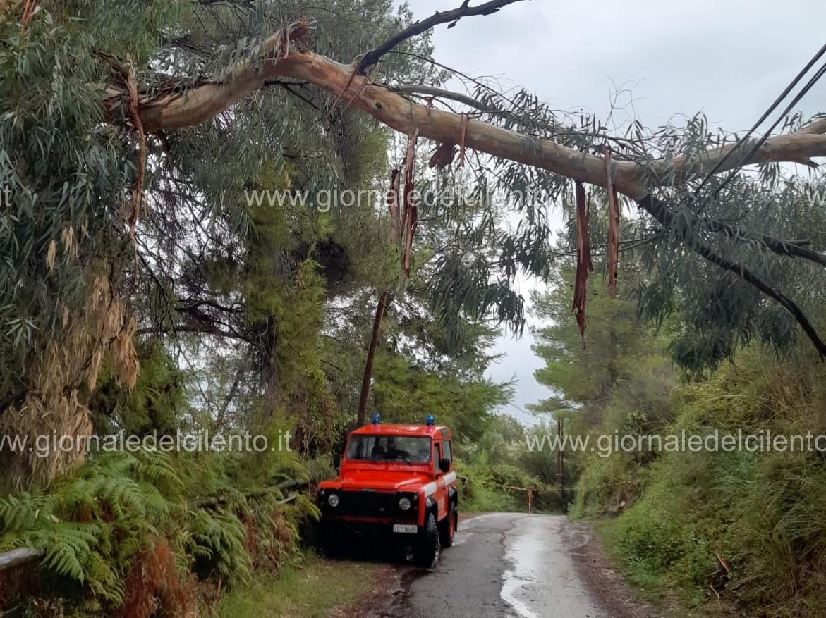 Palinuro, albero cade su fili corrente a causa del maltempo