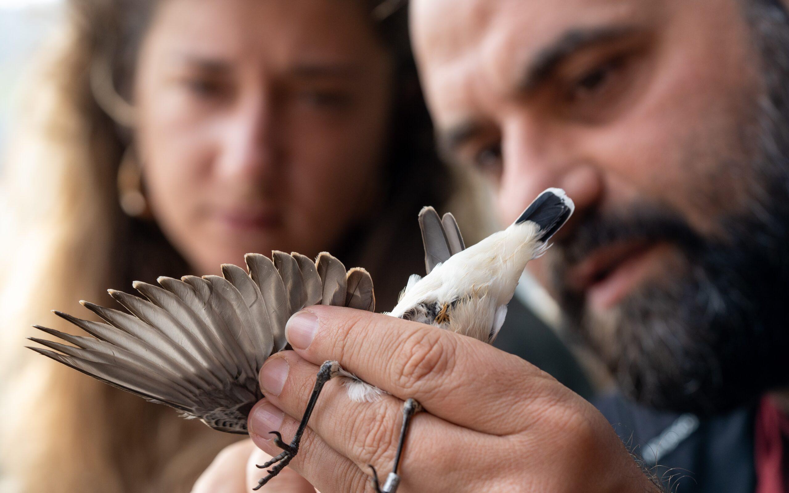 FOTOGALLERY | Volontari ed esperti sul Cervati per studiare gli uccelli migratori