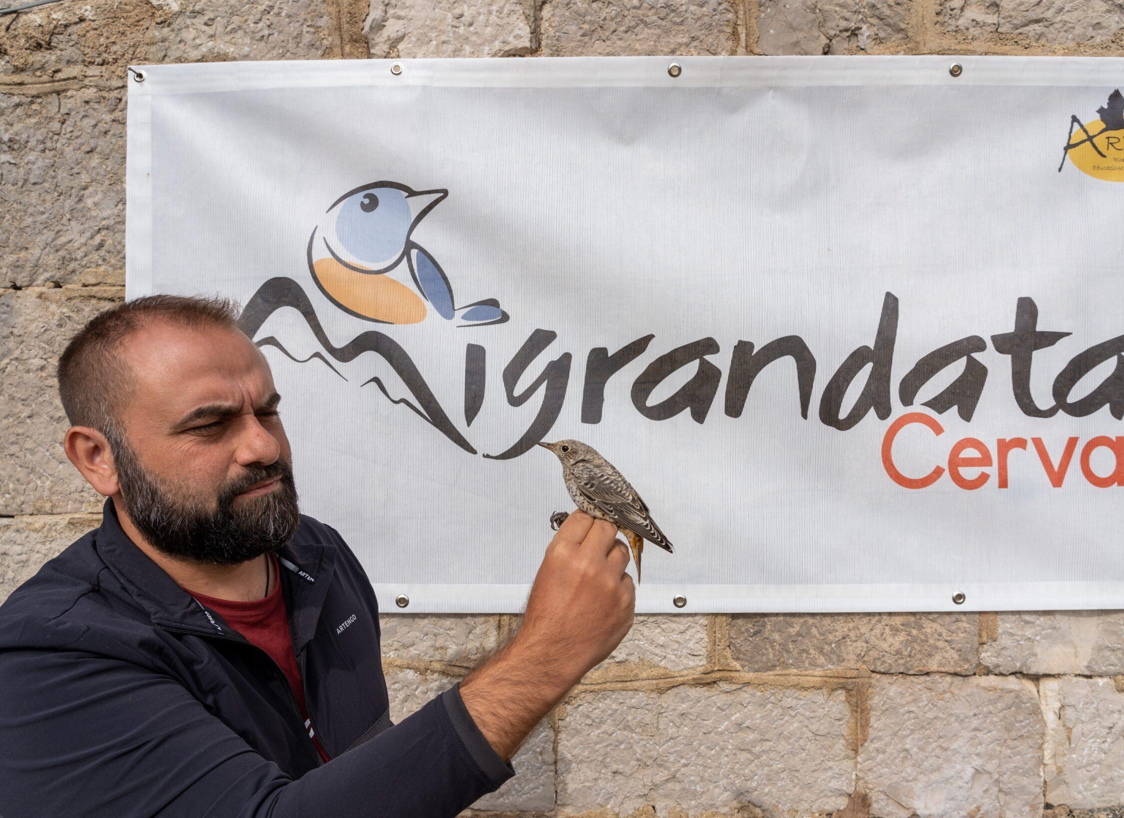 Sul Cervati lo studio degli uccelli migratori più alto dell’Italia meridionale