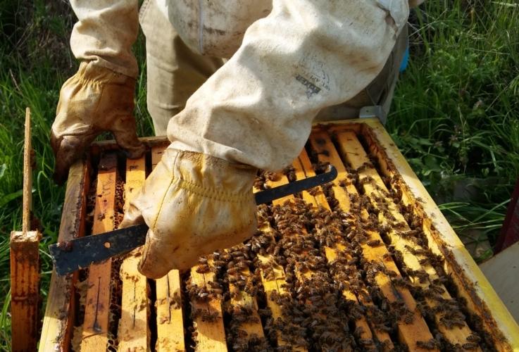 Policastro Bussentino, corso gratuito di apicoltura