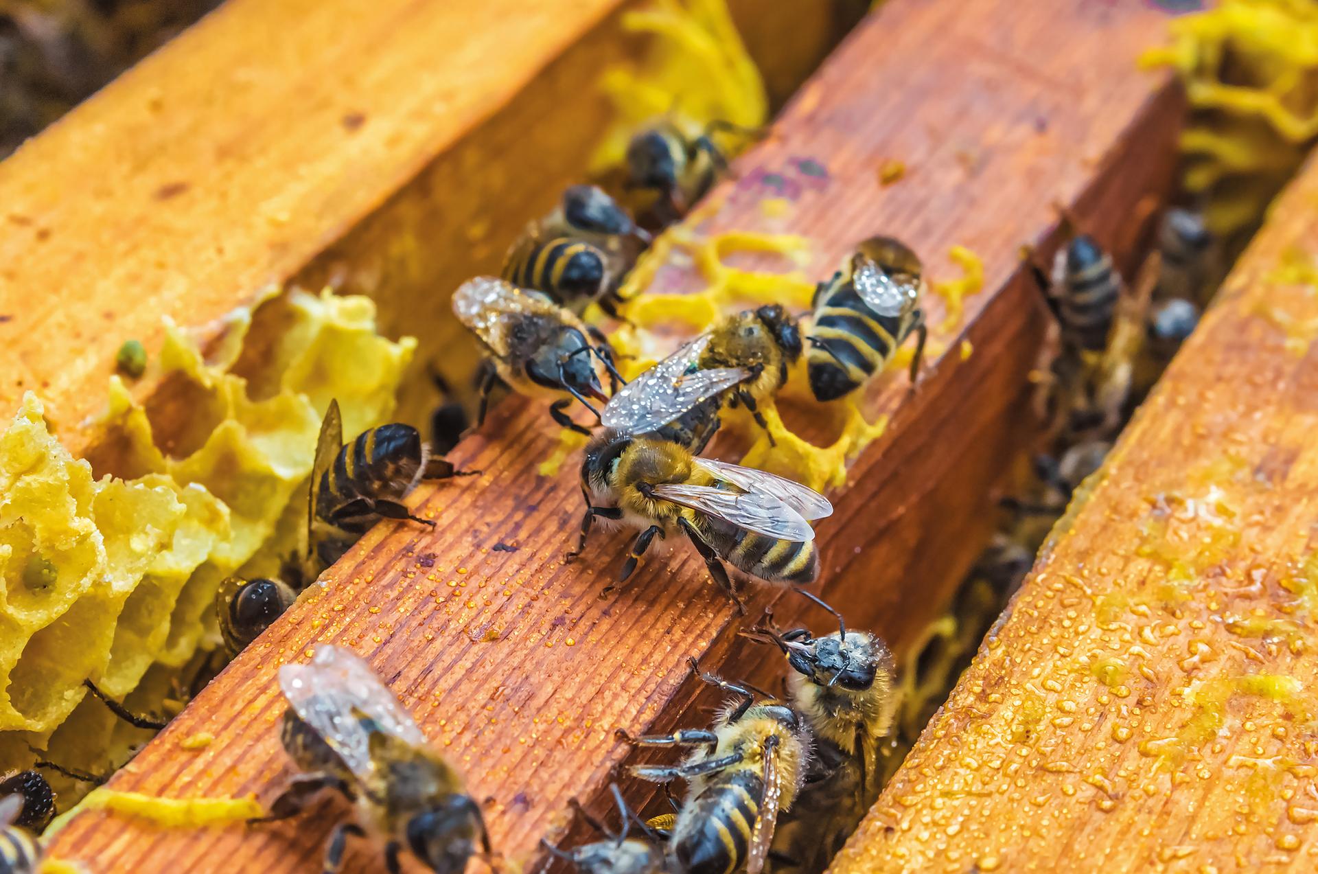 Fondi per apicoltori campani: stanziati 1,6 milioni di euro