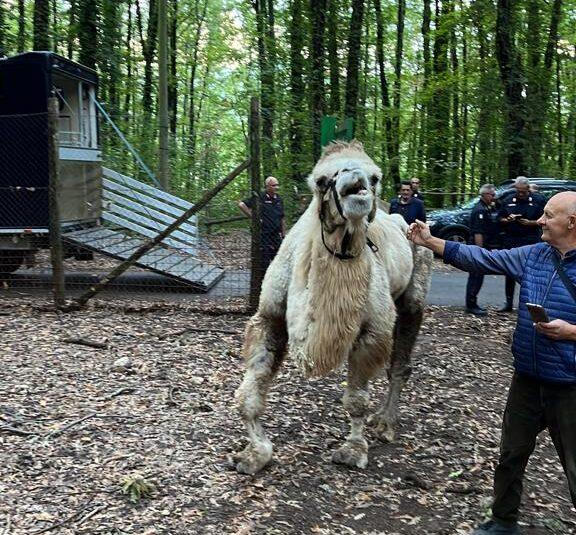 Montesano, la foresta Cerreta Cognole ospiterà un cammello e 7 cavalli sequestrati a Casal di Principe