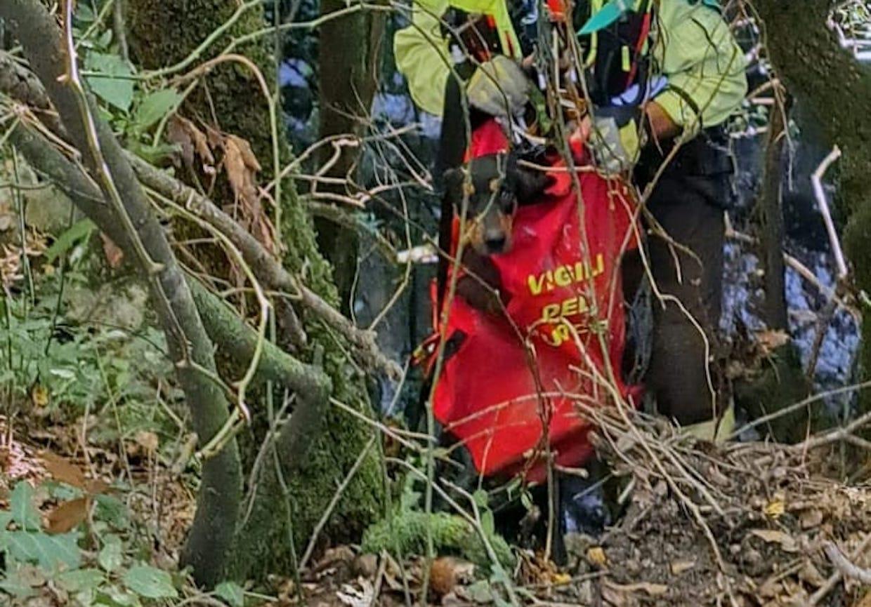 Roscigno, cane cade nel burrone durante battuta caccia: salvato dai vigili del fuoco