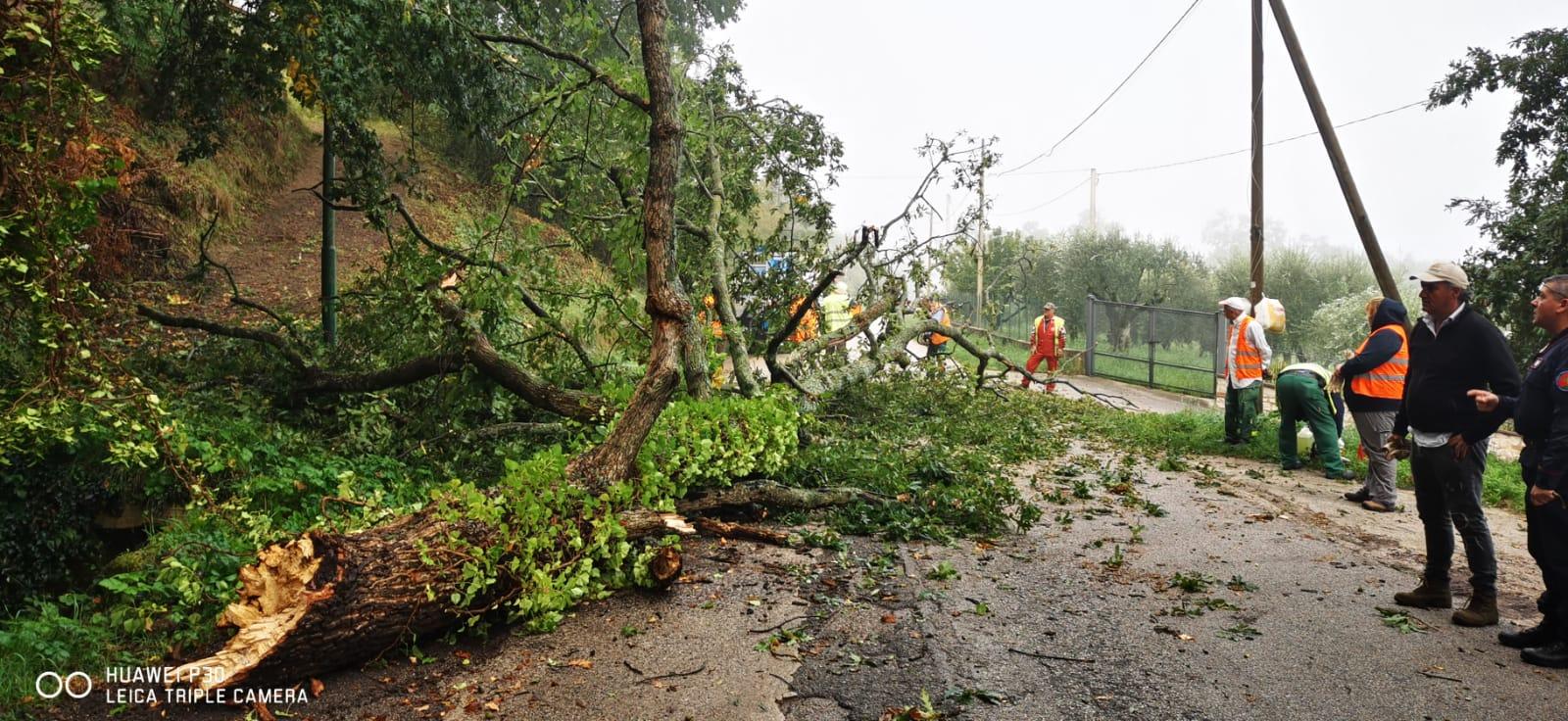 Teggiano, albero cade in strada e sfiora auto in transito