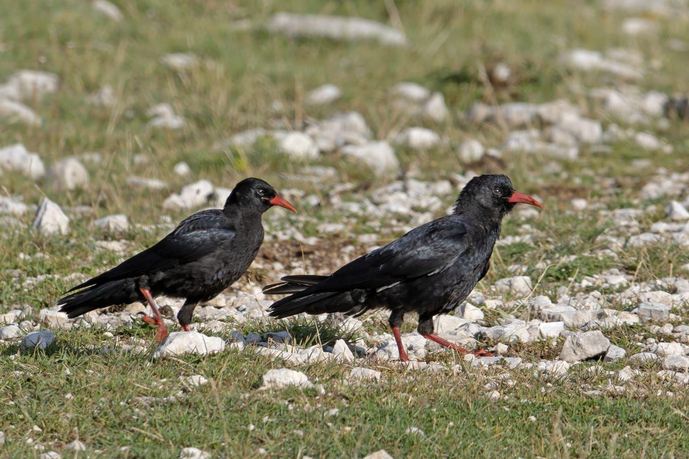 Anche gli uccelli hanno dei dialetti? Nel Cilento il caso studio del gracchio corallino