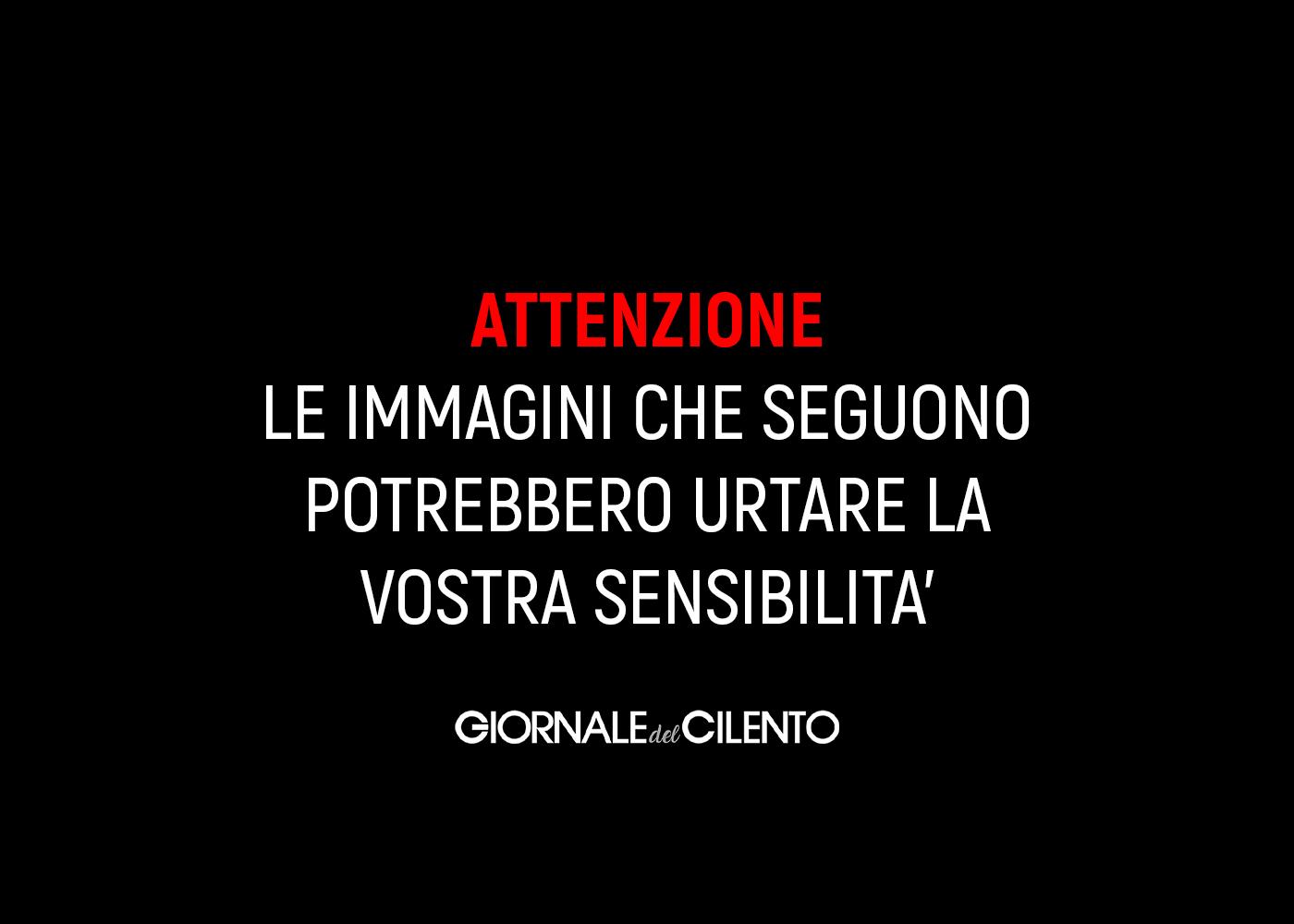 Cilento, dal mare spuntano due carcasse: interviene il gruppo del Noetaa