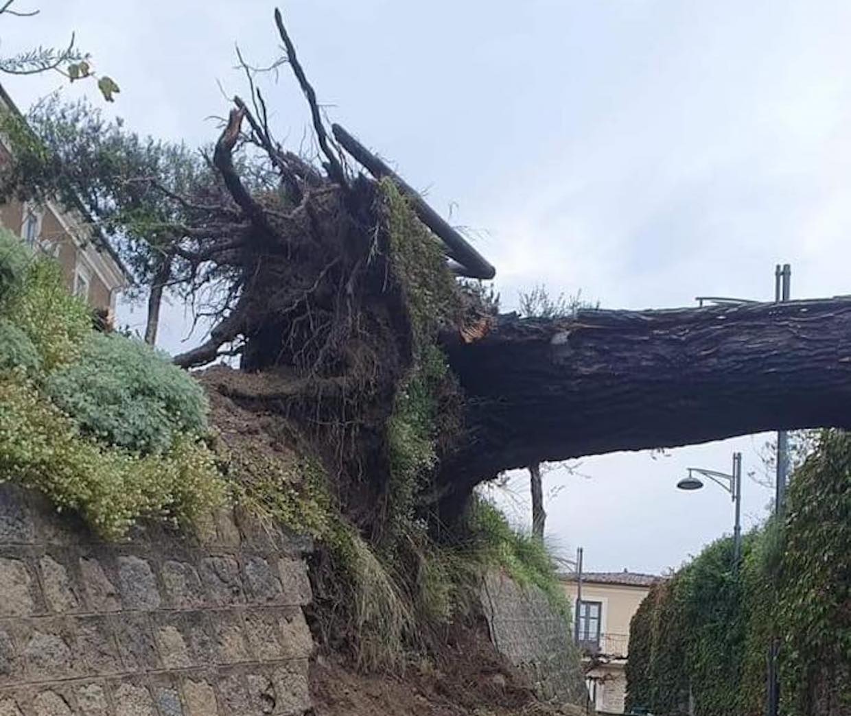 Castellabate, maltempo: crolla grosso albero vicino la basilica Pontificia