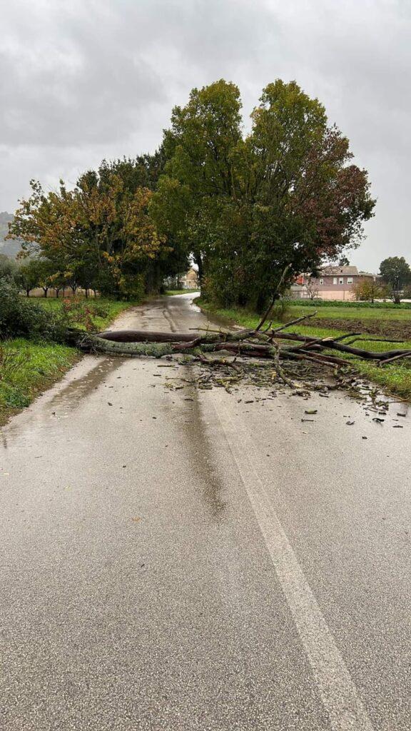 Maltempo nel Vallo di Diano: cade albero a Sala Consilina, chiusa strada